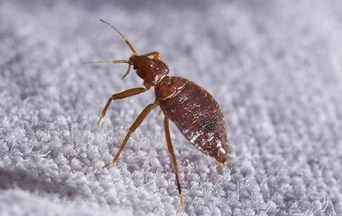 La King Bed Bugs Extermination Los Angeles