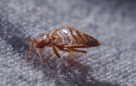 A1 Bed Bug Treatment Houston