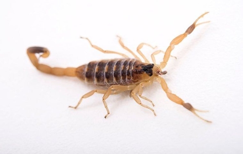 How To Prevent Scorpion Infestations In Las Vegas: Tips From The Pros ...