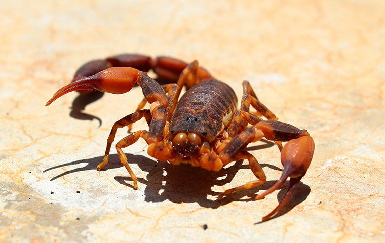 The Ultimate Guide To Scorpion Control In Summerlin: Expert Advice And ...